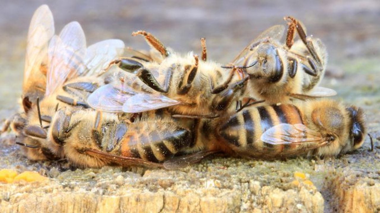 Sulfoxaflor Abelhas