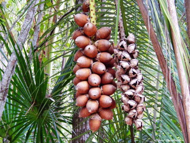 O Babaçu na Vegetação Brasileira